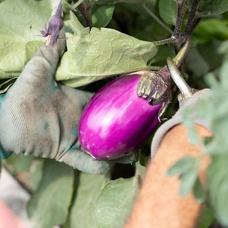 산토 스테파노 벨보 Vigne Di Fagnano 1709 Eco Relais 게스트하우스 외부 사진