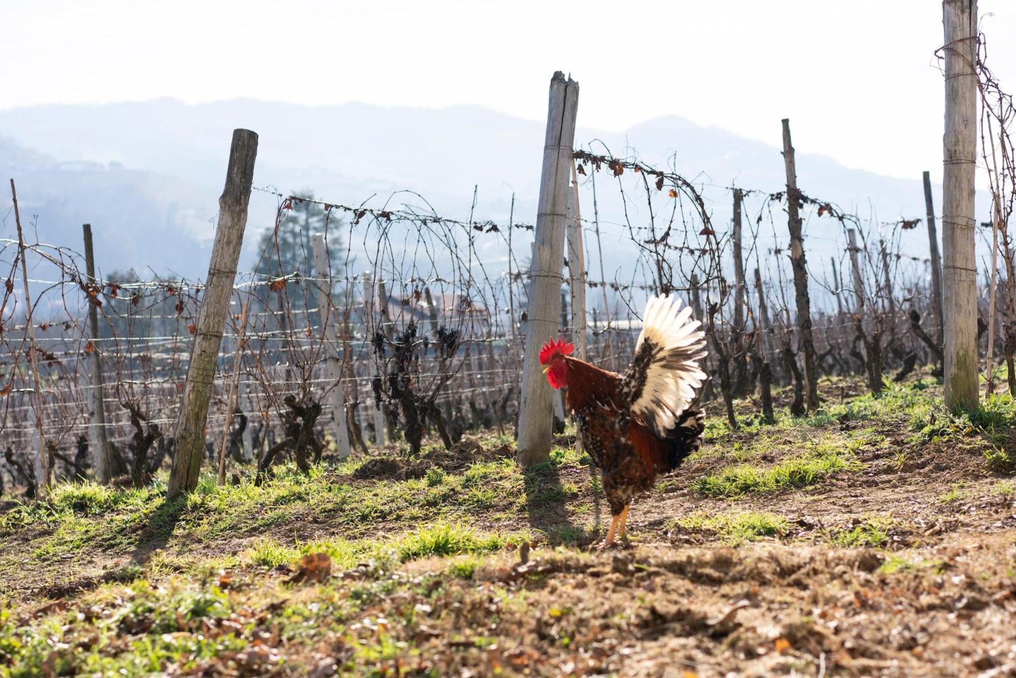 산토 스테파노 벨보 Vigne Di Fagnano 1709 Eco Relais 게스트하우스 외부 사진